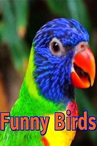 Clip: Funny birds