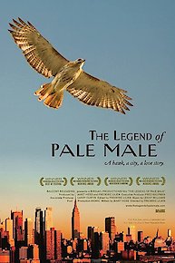 The Legend of Pale Male The Legend of Pale Male