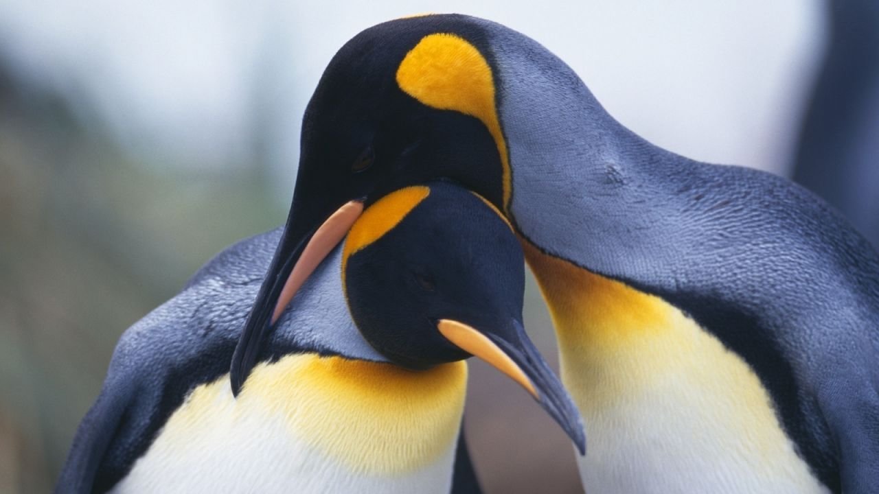 Penguins 3D