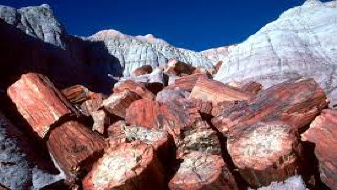Nature Parks: Petrified Forest