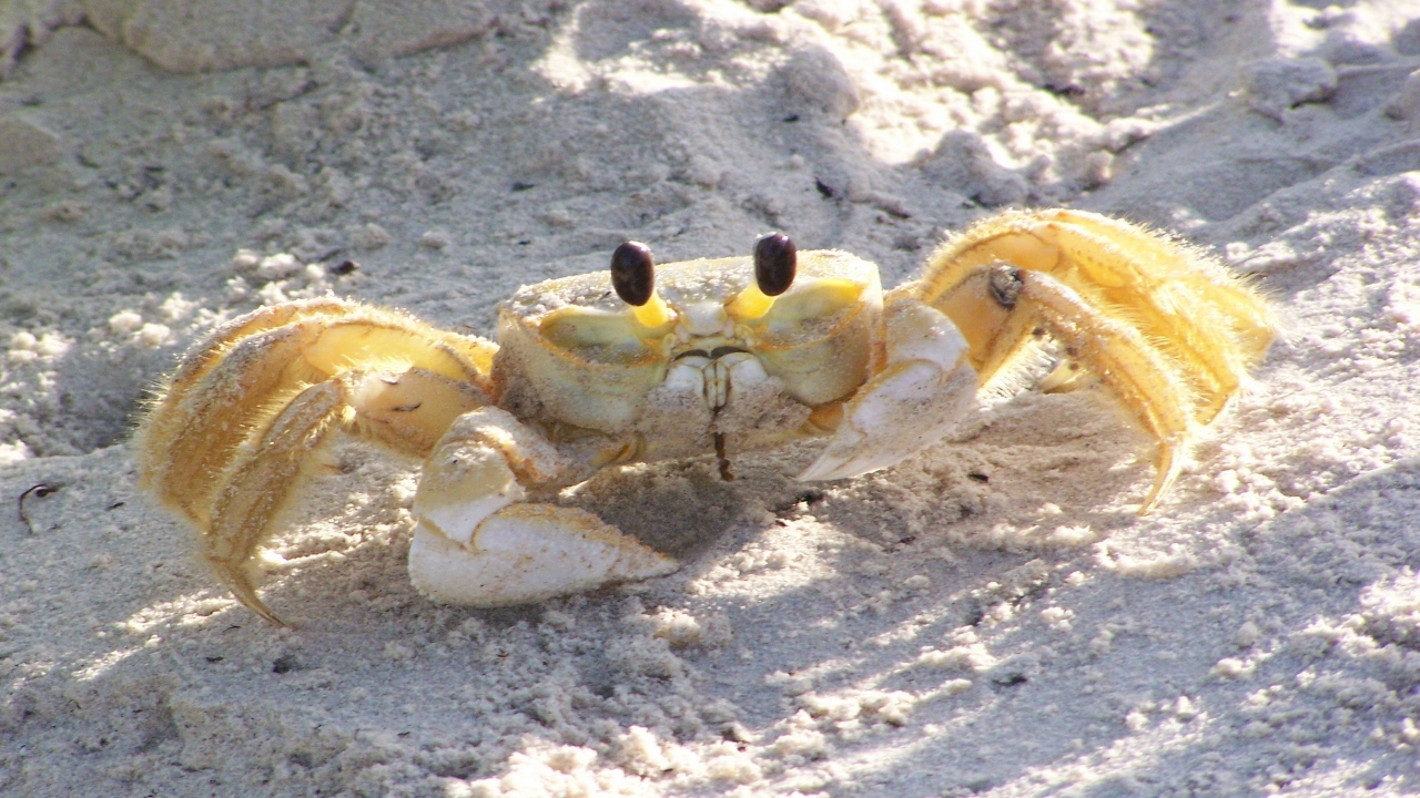 Crabs & Other Custaceans