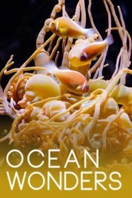 Ocean Wonders
