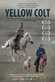 Mongolian Invasion - Yellow Colt