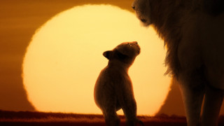 LION - Chapter Four: To Be King