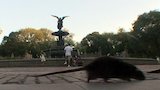 Home is Where the Rat Is