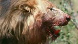 Living With Lions