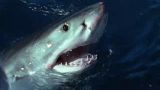 Shark Gordon's Most Dangerous Moments