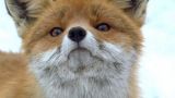 Siberian Survivors: A Tale of Two Foxes