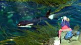 A Man Among Orcas
