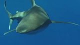 Shark Quest