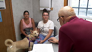 The Incredible Dr. Pol Season 17 Episode 2 The Incredible Dr. Pol Season 17 Episode 2