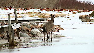 North Woods Law Season 13 Episode 7 North Woods Law Season 13 Episode 7