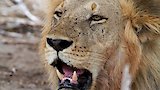 Lion Attack