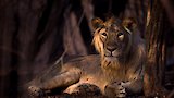 Desert Lions