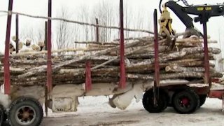American Loggers Season 3 Episode 10 American Loggers Season 3 Episode 10