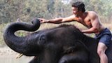 Giant Monster Hogs