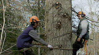 Ax Men Season 10 Episode 6 Ax Men Season 10 Episode 6