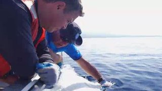 Ocean Mysteries Season 4 Episode 15 Ocean Mysteries Season 4 Episode 15