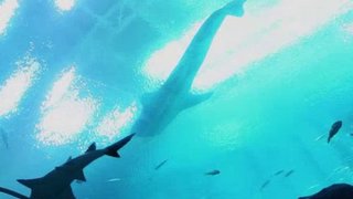 Ocean Mysteries Season 4 Episode 16 Ocean Mysteries Season 4 Episode 16