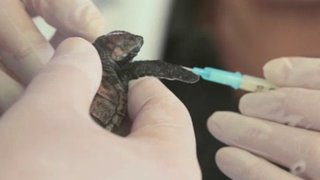 Ocean Mysteries Season 4 Episode 22 Ocean Mysteries Season 4 Episode 22