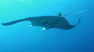 Ocean Mysteries Season 4 Episode 14 Ocean Mysteries Season 4 Episode 14