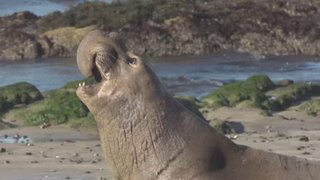 Ocean Mysteries Season 4 Episode 17 Ocean Mysteries Season 4 Episode 17