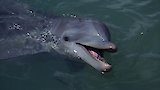 Flipper: The Dreaming