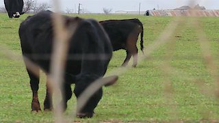 Snapped: Killer Couples Season 12 Episode 9 Snapped: Killer Couples Season 12 Episode 9