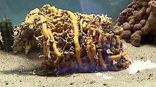 Outrageous Acts Of Science Season 1 Episode 6 Outrageous Acts Of Science Season 1 Episode 6
