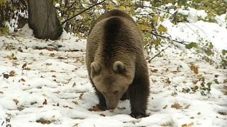 Bear Sanctuary Season 1 Episode 5 Bear Sanctuary Season 1 Episode 5