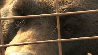 Bear Sanctuary Season 1 Episode 3 Bear Sanctuary Season 1 Episode 3