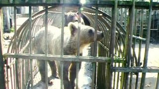 Bear Sanctuary Season 1 Episode 2 Bear Sanctuary Season 1 Episode 2