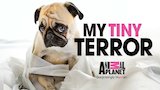 My Dog is Ruining My Love Life