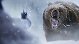 Bear in Sight