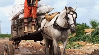 Animals Gone Wild Season 3 Episode 3 Animals Gone Wild Season 3 Episode 3