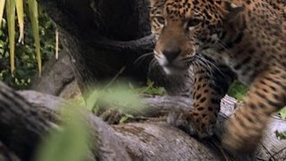 Animals Gone Wild Season 3 Episode 6 Animals Gone Wild Season 3 Episode 6