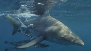SharkFest Season 4 Episode 1 SharkFest Season 4 Episode 1
