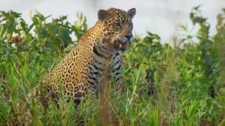 Wildest Latin America Season 1 Episode 4 Wildest Latin America Season 1 Episode 4