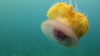 Xploration Animal Science Season 2 Episode 5 Xploration Animal Science Season 2 Episode 5
