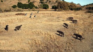 Prehistoric Predators Season 1 Episode 8 Prehistoric Predators Season 1 Episode 8