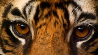 Animal Fight Night Season 6 Episode 7 Animal Fight Night Season 6 Episode 7