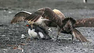 Animal Fight Night Season 5 Episode 11 Animal Fight Night Season 5 Episode 11