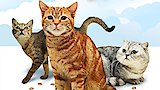 Oriental Bicolor, Donskoy, Minskin, Javanese, Sokoke and Cats of the Web