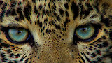 The World's Most Famous Tiger