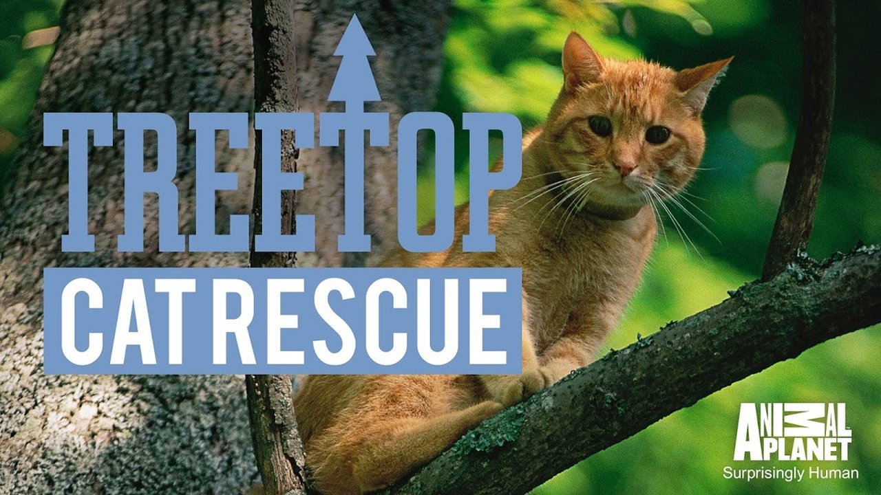 Treetop Cat Rescue