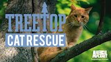 Kitty Kitty, Tree Tree