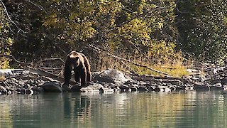 Alone - The Grizzly