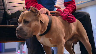 Dr. Jeff: Rocky Mountain Vet Season 7 Episode 2 Dr. Jeff: Rocky Mountain Vet Season 7 Episode 2