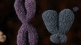 Sex, Lies and Gender