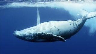 Life on the Reef Season 1 Episode 1 Life on the Reef Season 1 Episode 1